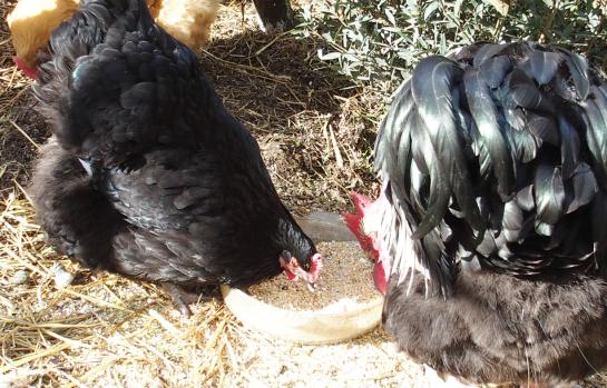 01042015 zoe mange avec theo