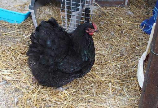 01042015 zoe retourne a son nid