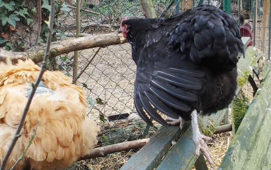 01042015 zoe s etire 2