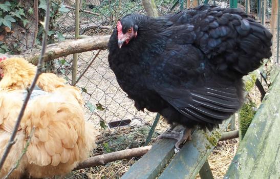 01042015 zoe s etire 3