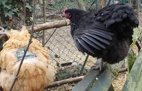 01042015 zoe s etire