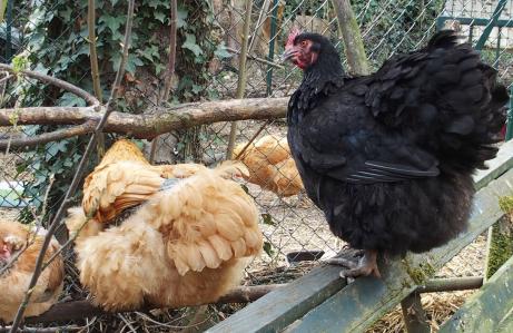 01042015 zoe se perche 1