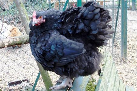 01042015 zoe se perche 4