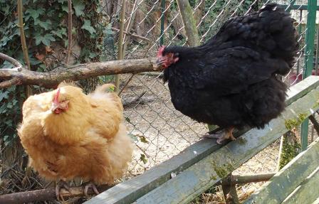 01042015 zoe se perche