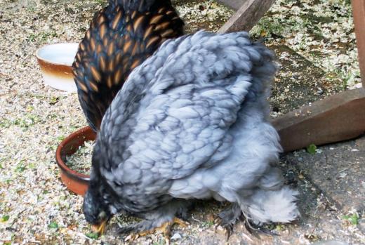 01062015 poulettes cochin et orpington