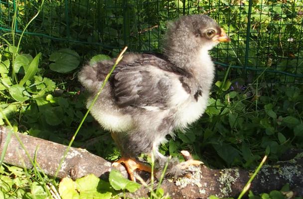 01072015 blackberry poussin croise cochin orpington