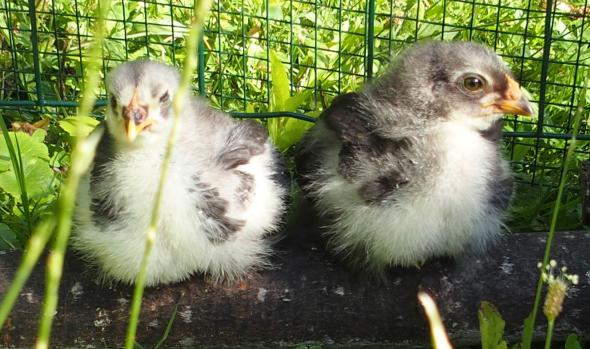 01072015 blueberry et blackberry perches