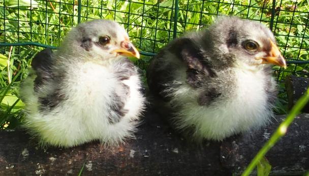 01072015 blueberry et blackberry poussins croises de 3 semaines 1