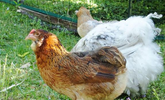 01072015 edith poule araucana sans toupets avec petits favoris