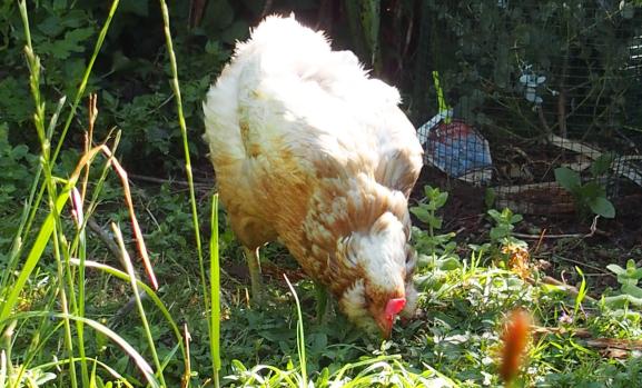 01072015 judith poule araucana avec des favoris