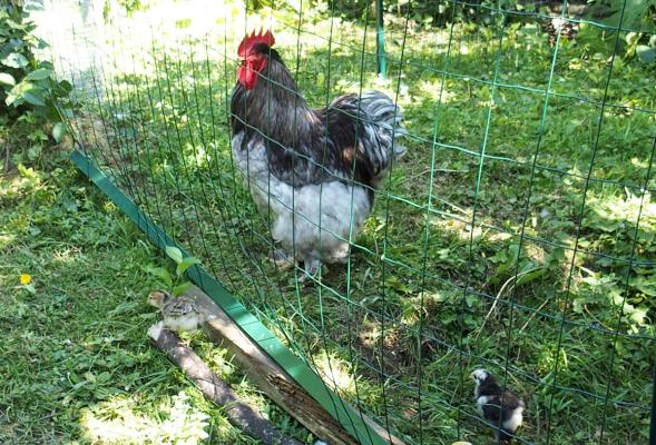 01072015 patty coq cochin isole laisse sa patee aux poussins