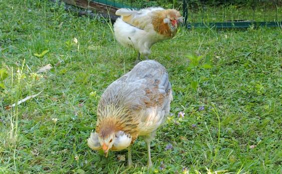 01072015 poules araucana avec des toupets d oreilles 1