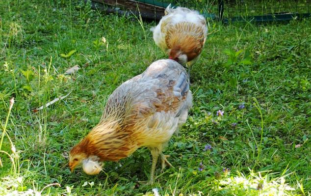 01072015 poules araucana avec des toupets d oreilles 2
