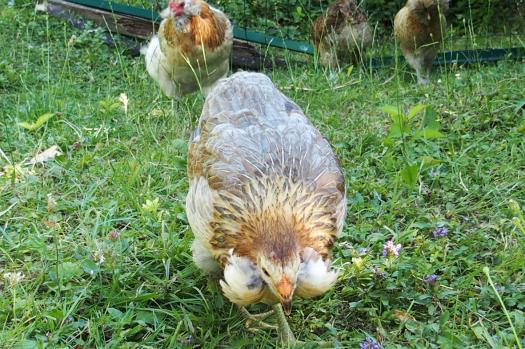01072015 poules araucana avec des toupets d oreilles