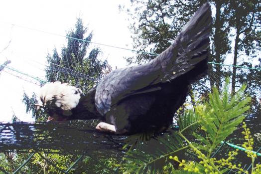 0202015 koala perchee