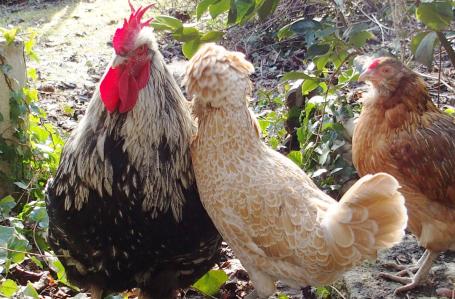 02032015 estia padoue picore coq orpi et araucana