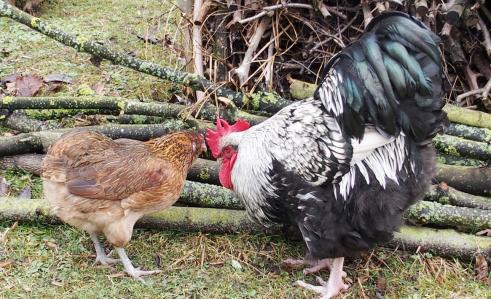 02032015 theo coq orpi et edith poule araucana