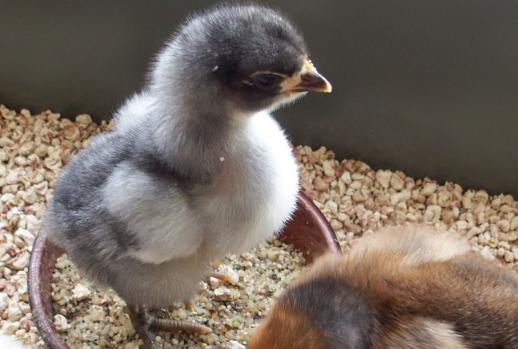 02042015 orpi bleu 5 jours dans la patee 1