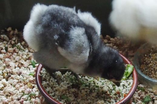 02042015 orpi bleu 6 jours 1