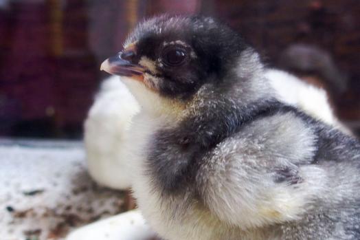 02042015 poussin orpi bleu 3 jours