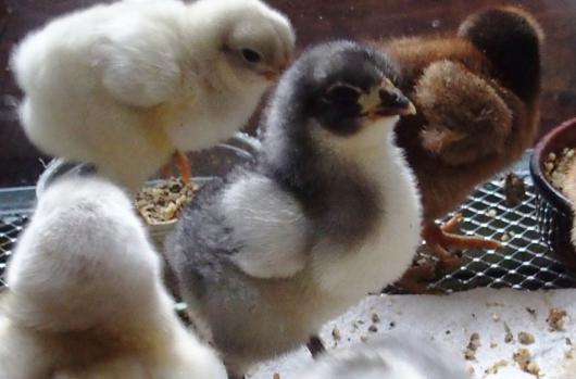 02042015 poussin orpi bleu 4 jours 3