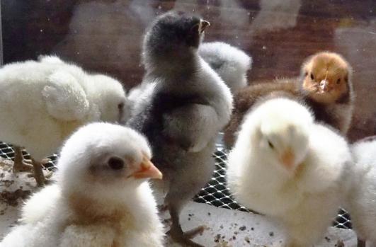 02042015 poussin orpi bleu 4 jours fierement dresse