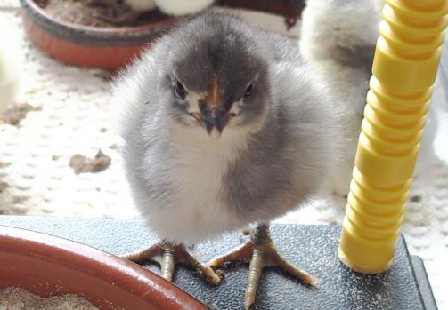 02042015 poussin orpi bleu curieux sur plaque