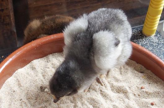 02042015 poussin orpi bleu dans bac a sable