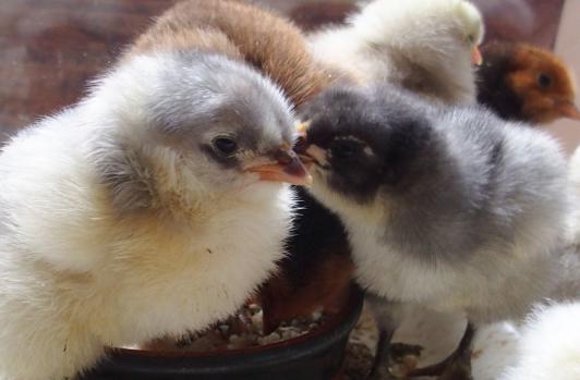 02042015 poussins orpi et cochin bleu 1