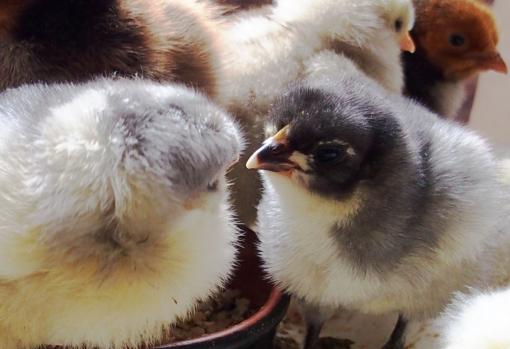 02042015 poussins orpi et cochin bleu 3 jours