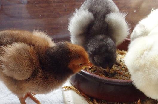 02042015 poussins orpis bleu et ofaln 3 jours