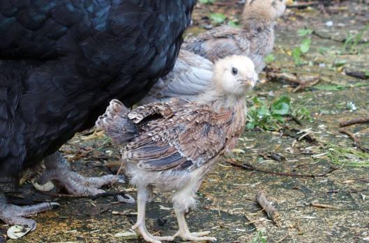02052015 araucana en sortie 1