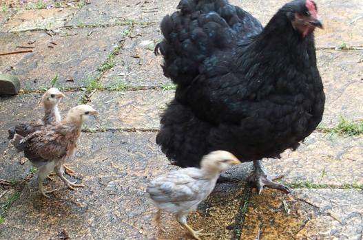 02052015 araucanas en sortie sur la terrasse 1