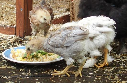 02052015 casse croute sur la terrasse 5