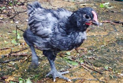 02052015 pilou orpington bleu de 5 semaines sur la terrasse