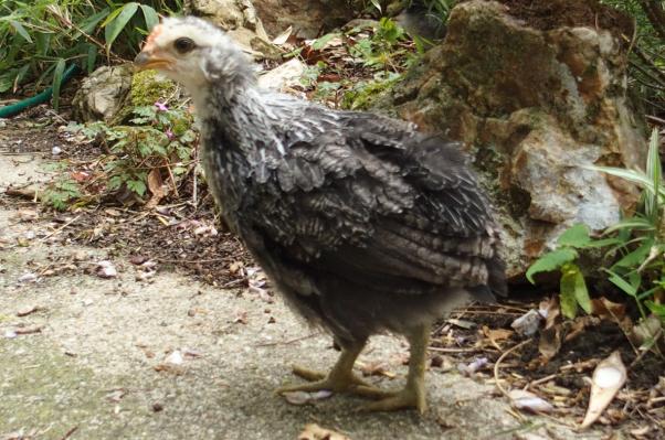 02052017 coucou poussin araucana curieux