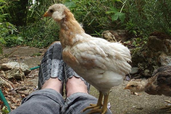 02052017 doucig fierement perchee sur ma jambe