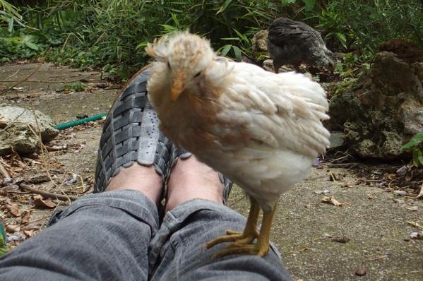 02052017 doucig poussin araucana calin