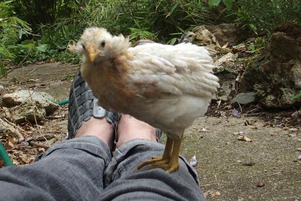 02052017 doucig toute mignonne avec ses toupets