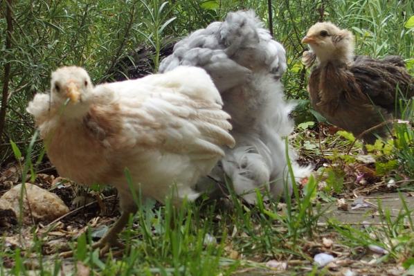 02052017 jeune araucana avec un brin d herbe au bec