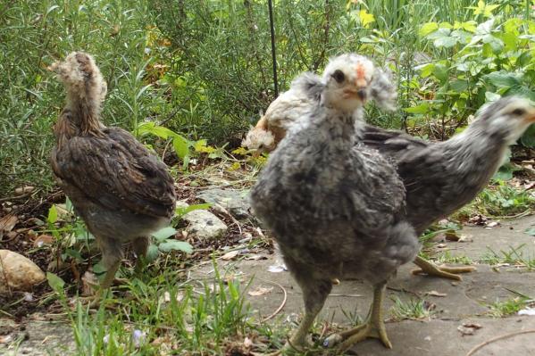 02052017 poussin araucana male saumon argente 1