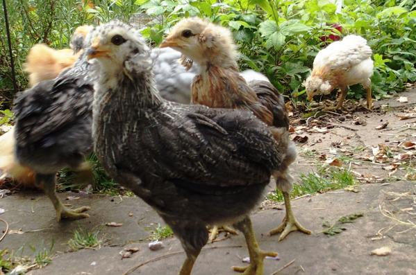 02052017 poussins araucana saumone argente et saumone dore