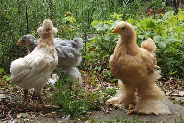 02052017 poussins cochin et araucana au bord du bassin 1