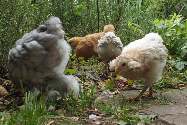 02052017 poussins tres occupes au bord du bassin