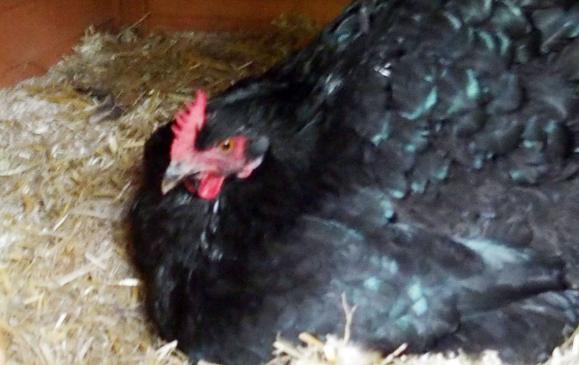 02062015 zoe squatte le nid de smoothie 2