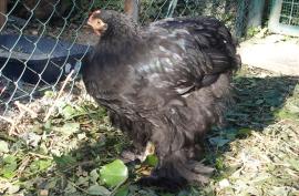 02092015 google coquelet cochin noir de 2 mois et demi