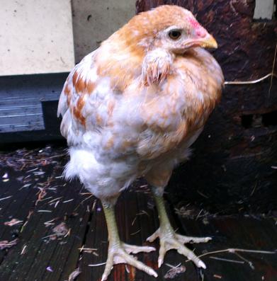 03062016 araucana saumon dore bleu de 2 mois a toupets