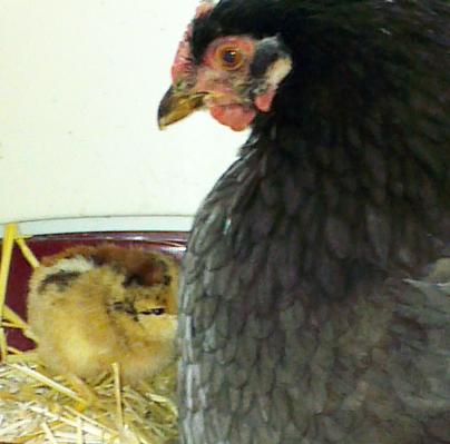 03062016 blackberry et son poussin araucana de 2 jours