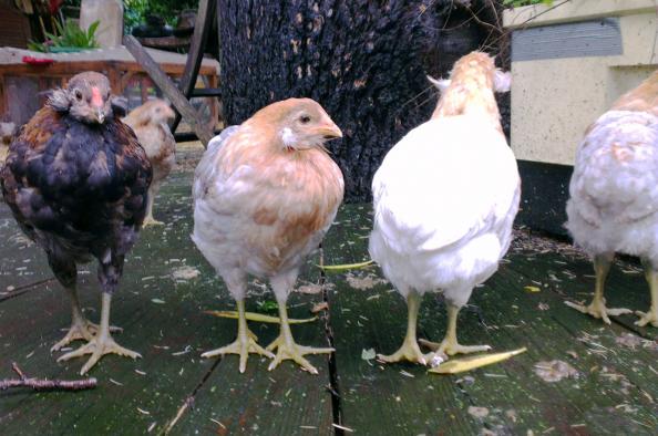 03062016 coquelet et poulettes araucana de 2 mois