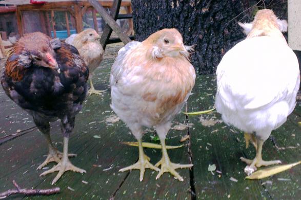 03062016 coquelet et poulettes araucana sur la terrasse